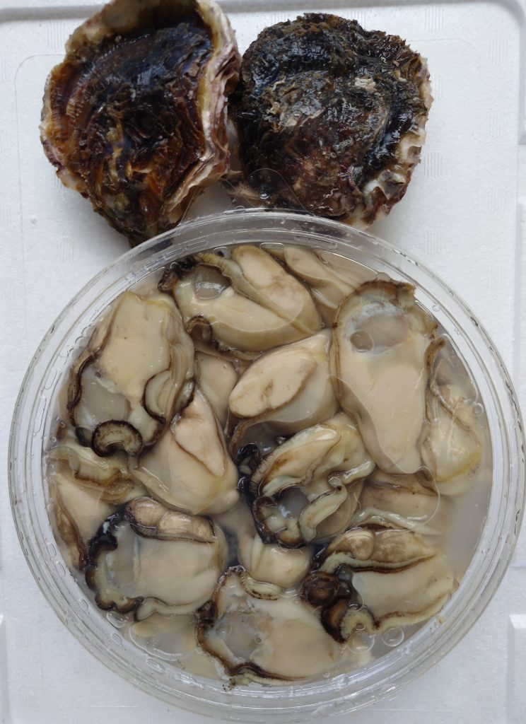 oyster-08